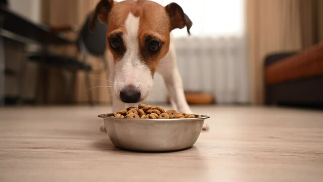 The owner puts a bowl of food on the table and the dog Jack Rassell Terrier starts to eat.