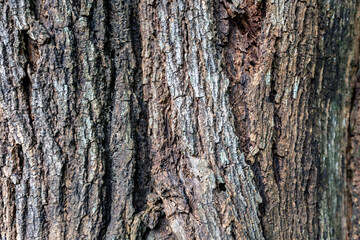 Close-up of old tree bark texture