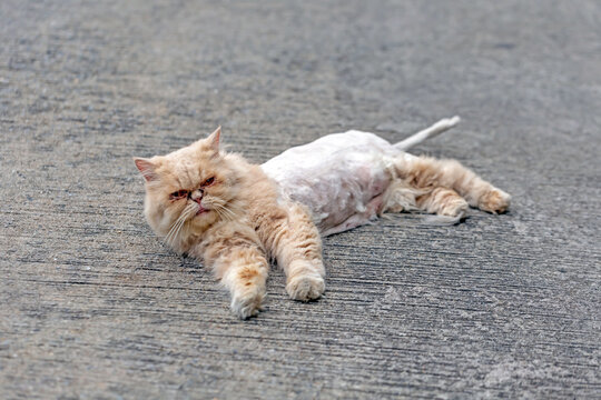 Long-haired cats get their fur trimmed because it's dirty.