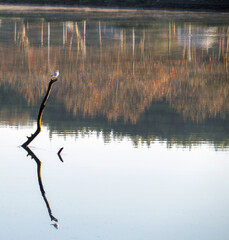 Gaviota posada en un palo que sobresale del río y reflejada. Río Lérez, Pontevedra, España.