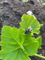 fly on leaf