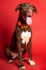 Fototapeta premium sOLO DOG POSING FOR CAMERA