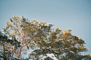 Winter forest ground angle view. Concept of natural christmas season wonderland.
