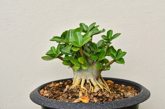 Beautiful adenium bonsai