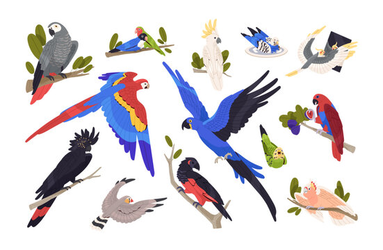 Parrots, tropical birds set. Exotic wild jungle cockatoo, macaw, ara, cockatiel, budgie. Different feathered African birdies, parakeets. Colored flat vector illustrations isolated on white background