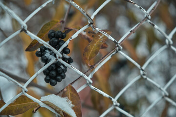 Black berries under snow in winter Natural background
