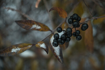 Black berries under snow in winter Natural background
