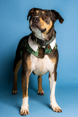 sOLO DOG POSING FOR CAMERA