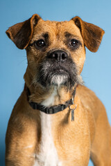 sOLO DOG POSING FOR CAMERA