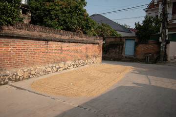 Vietnam rice drying on road