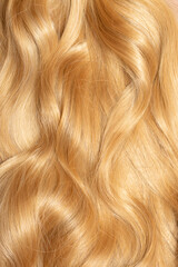 Blond hair close-up as a background. Women's long blonde hair. Beautifully styled wavy shiny curls. Hair coloring. Hairdressing procedures, extension.
