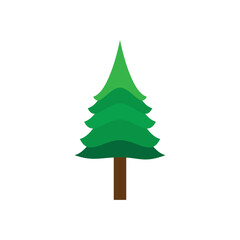 Pine tree illustration