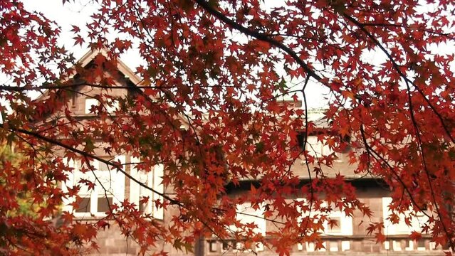 旧古河庭園　風に揺れる紅葉と洋館