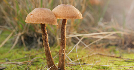 Mushrooms in the wild forest