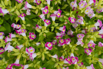 Pink flowers in the garden