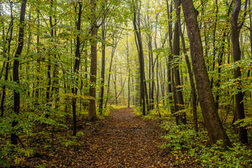 path in  misty autumn forest