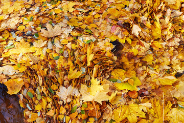 fallen autumn leaves floating on meltwater