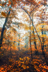 colorful autumn forest in the mist