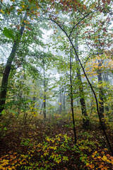 Fototapeta na wymiar colorful autumn forest in the mist