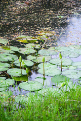 Water lilies about to bloom at Springleaf Nature Park Singapore