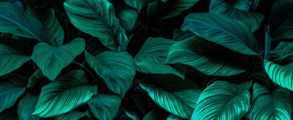 Green leaf surface, abstract background, natural pattern, tropical leaves, dark leaves
