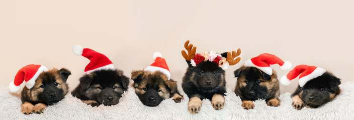 Hundewelpen zu Weihnachten als Gruppenfoto mit roter Wintermütze und Geweih