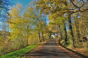 Fototapeta na wymiar Route en automne.