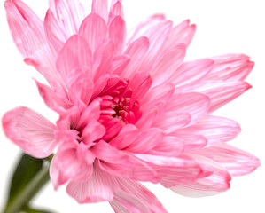pink and white chrysanthemum flower on a light background