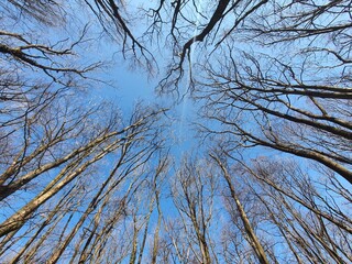 Trees and branches without leaves. End of winter, spring is coming. Blue sky and no clouds