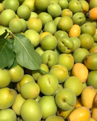 Japanese apricot / green apricot
