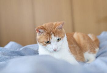 Fototapeta premium シーツの上で遊ぶ猫 茶トラ白