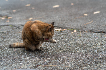 リラックスする猫