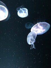 Jellyfish in aquarium / Medusa