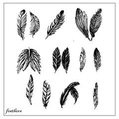 feathers