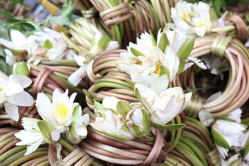 Obraz premium waterlily flower stock on shop