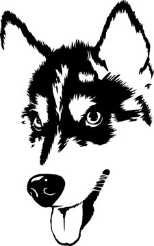 Cute Husky illustration svg, Husky svg, Syberian husky svg illustration