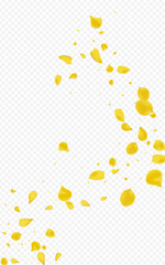 Gold Lotus Tender Vector Transparent Background.