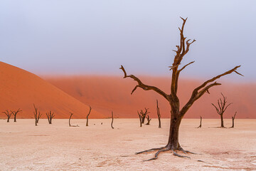Fototapeta na wymiar Foggy morning with dead Camelthorn trees against red dunes in Deadvlei, Sossusvlei, Namib-Naukluft National Park, Namibia, Africa