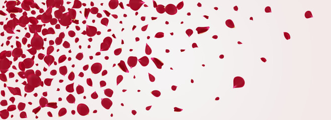 Delicate Rose Tender Vector Panoramic White