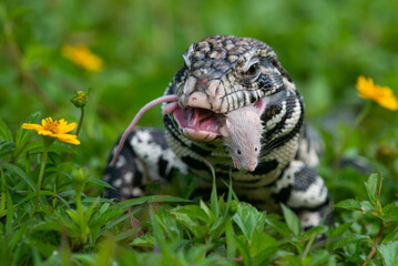 A black and white tegu Salvator merianae eating a mouse in a grass field with yellow flowers 