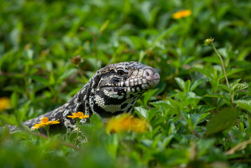 A black and white tegu Salvator merianae sunbathing and relaxing in a grass field with yellow flowers 