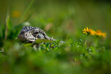 A black and white tegu Salvator merianae sunbathing and relaxing in a grass field with yellow flowers 