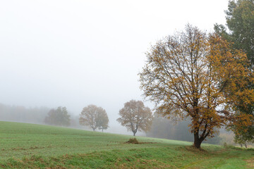 Obraz premium Foggy autumn morning. Autumn landscape.