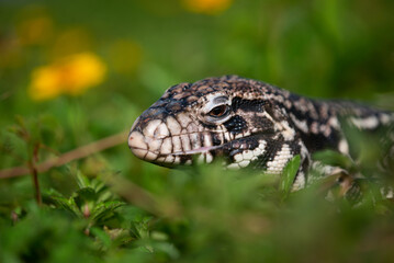 A black and white tegu Salvator merianae sunbathing and relaxing in a grass field with yellow flowers 