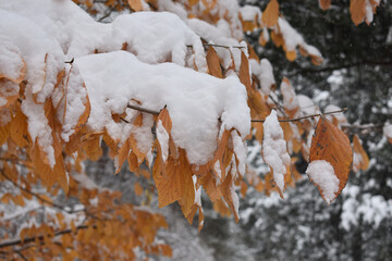 Snow on the tree