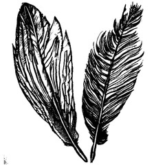 Two Feathers flying together