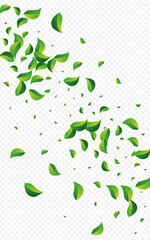 Green Foliage Transparent Vector Transparent