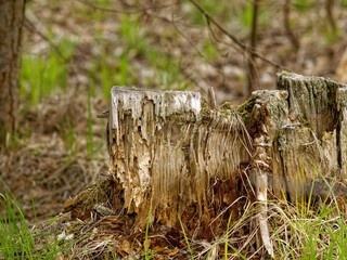 old stump in the woods