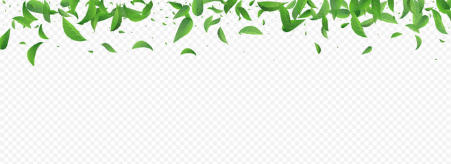 Mint Greens Organic Vector Panoramic Transparent