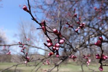 Light pink flower buds of apricot tree in March